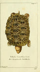Geometric Sea Turtle Poster Print inspired by Naturgeschichte des Thierreichs 1780.