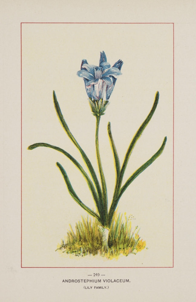 Wild Flowers of America Androstephium Violaceum Poster Print