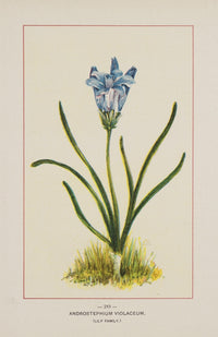 Wild Flowers of America Androstephium Violaceum Poster Print