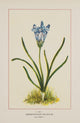 Wild Flowers of America Androstephium Violaceum Poster Print
