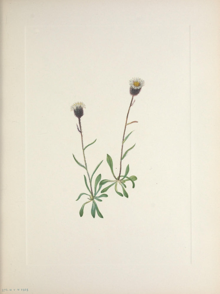 N. American Wild Flowers 1925 Aleutian Fleabane Poster Print by Mary V. Walcott