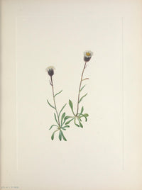 N. American Wild Flowers 1925 Aleutian Fleabane Poster Print by Mary V. Walcott