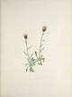 N. American Wild Flowers 1925 Aleutian Fleabane Poster Print by Mary V. Walcott