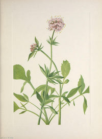 N. American Wild Flowers Heliotrope Valerian Poster Print by Mary V. Walcott