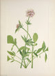 N. American Wild Flowers Heliotrope Valerian Poster Print by Mary V. Walcott