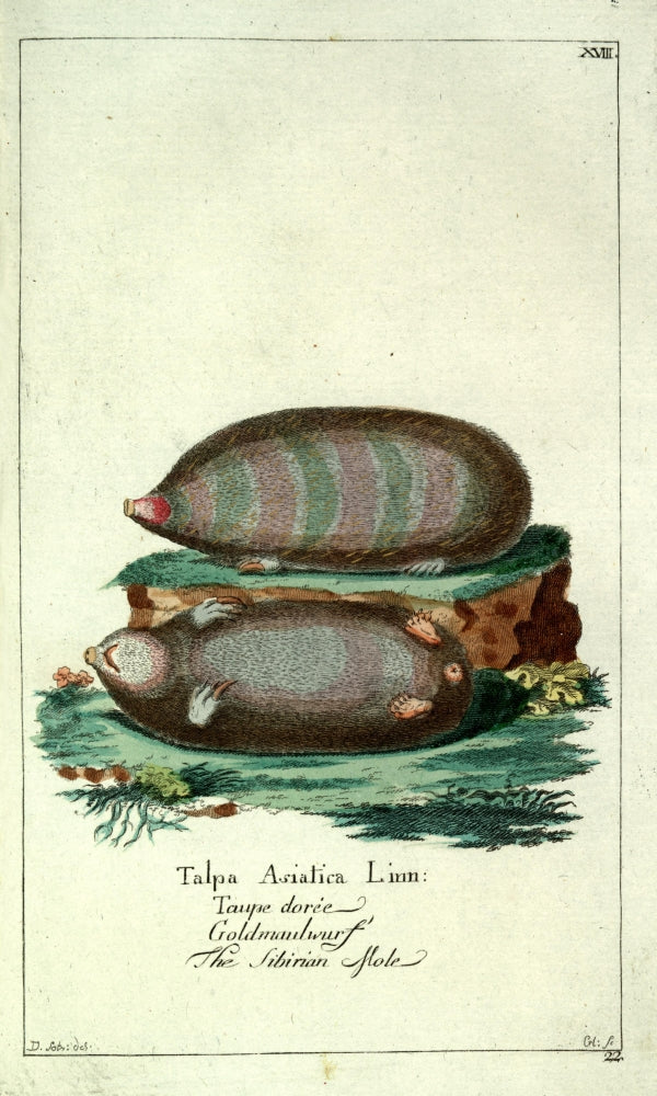 Naturgeschichte des Thierreichs 1780 Siberian Mole Poster Print by Daniel Sotzmann