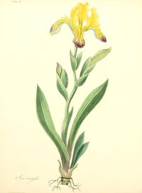 Floral Illustrations of the Seasons: Iris Variegata Poster Print by Margaret Roscoe
