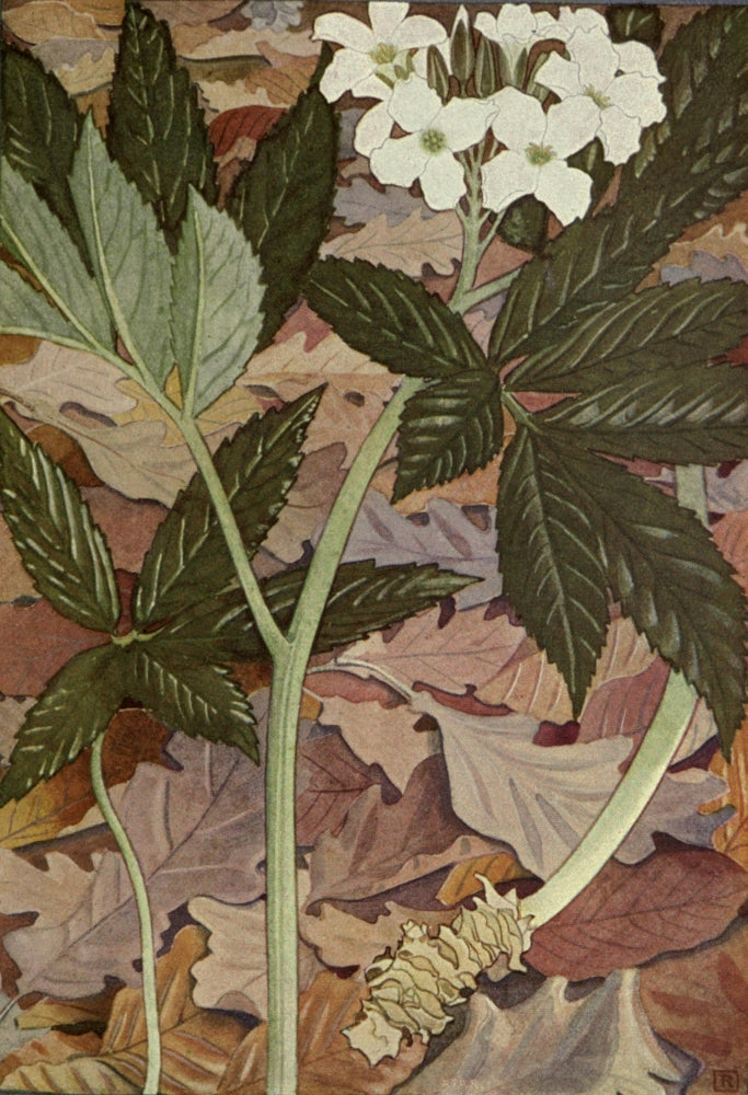 Alpine Flora 1911 Dentaria Pinnata Art Print by Philippe Robert