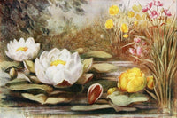 Flowers & Their Story 1907 Water-lilies Poster Print showcasing serene water lilies.