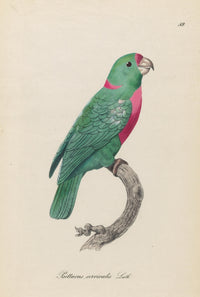 Monographie der Papergeien 1842 poster print featuring vibrant bird illustrations.