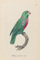 Monographie der Papergeien 1842 poster print featuring vibrant bird illustrations.
