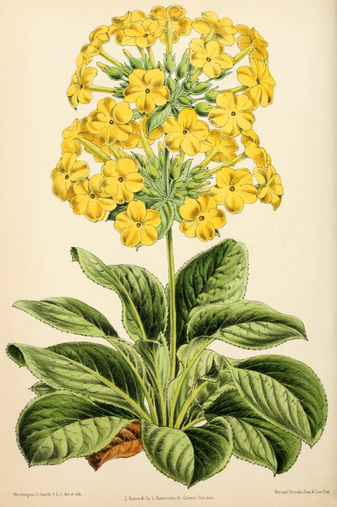 Primula Verticillata Floral Poster Print from 1869