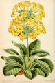 Primula Verticillata Floral Poster Print from 1869