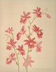 Calanthe Veitchii Poster Print by H.S. Miner showcasing vibrant orchid details.