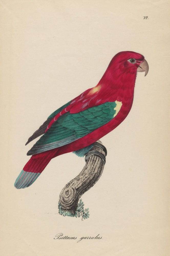 Monographie der Papergeien 1842 poster print featuring intricate bird illustrations.