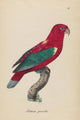 Monographie der Papergeien 1842 poster print featuring intricate bird illustrations.