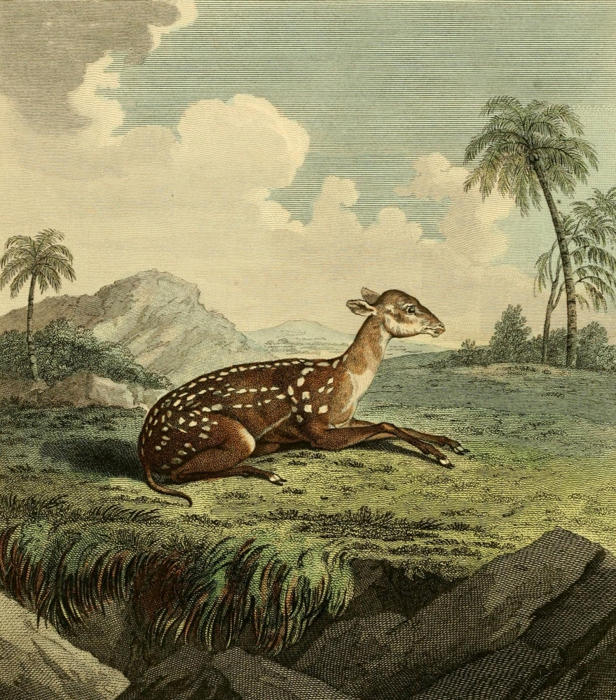 Musei Leveriani 1792 Small Spotted Musk Poster Print by Charles R. Ryley.