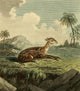 Musei Leveriani 1792 Small Spotted Musk Poster Print by Charles R. Ryley.