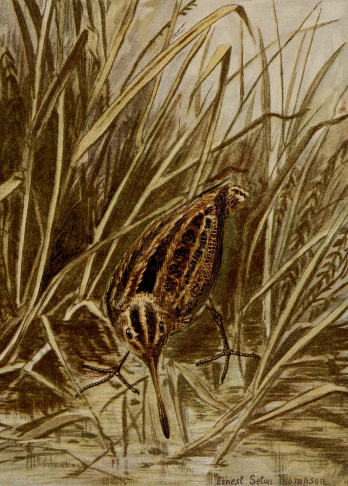 Bird Life 1901 Wilson's Snipe Poster Print by Ernest T. Seton showcasing a beautiful bird.