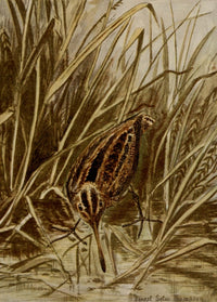 Bird Life 1901 Wilson's Snipe Poster Print by Ernest T. Seton showcasing a beautiful bird.