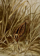 Bird Life 1901 Wilson's Snipe Poster Print by Ernest T. Seton showcasing a beautiful bird.