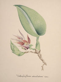 Collection d'Orchide c.1900 Bolbophyllum Reticulatum Poster Print showcasing a vintage orchid illustration.