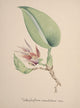 Collection d'Orchide c.1900 Bolbophyllum Reticulatum Poster Print showcasing a vintage orchid illustration.