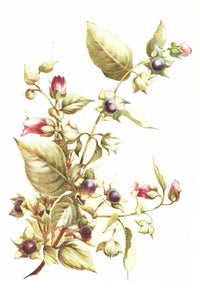 Flowers & Their Story 1907 Deadly Nightshade Poster Print featuring intricate botanical details.