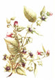 Flowers & Their Story 1907 Deadly Nightshade Poster Print featuring intricate botanical details.