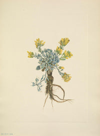 N. American Wild Flowers Double Bladderpod Flower Poster Print by Mary V. Walcott