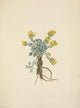 N. American Wild Flowers Double Bladderpod Flower Poster Print by Mary V. Walcott