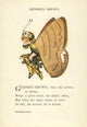 Butterfly Babies 1914 Gemmed Brown Poster Print by M.T. Ross