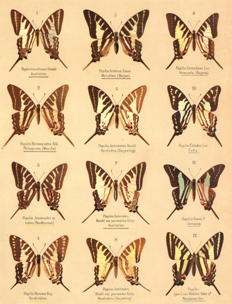 Die Artbildung und Verwandtschaft 1889 Poster Print