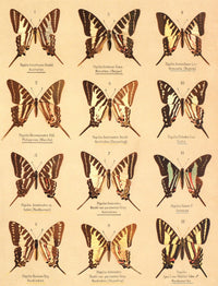 Die Artbildung und Verwandtschaft 1889 Poster Print