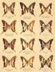 Die Artbildung und Verwandtschaft 1889 Poster Print