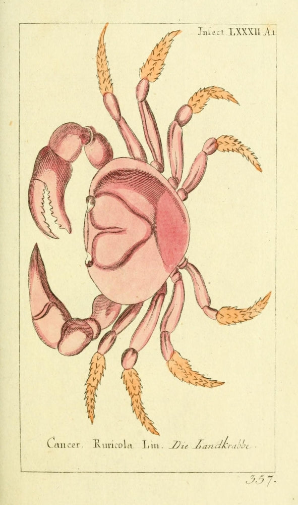 Naturgeschichte des Thierreichs Land Crab Poster Print by Daniel Sotzmann