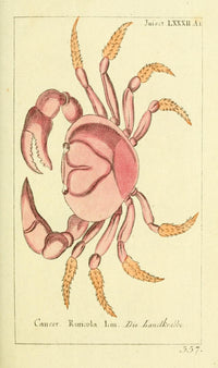 Naturgeschichte des Thierreichs Land Crab Poster Print by Daniel Sotzmann