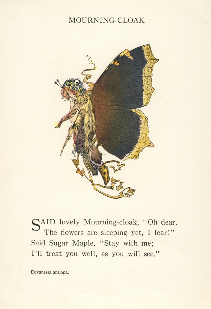 Butterfly Babies 1914 Mourning Cloak Poster Print by M.T. Ross