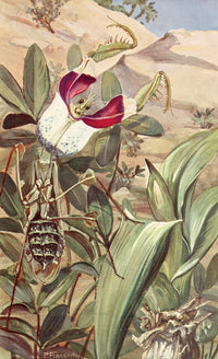 Devil's Flower Mantis Poster Print from Brehms Tierleben 1911.