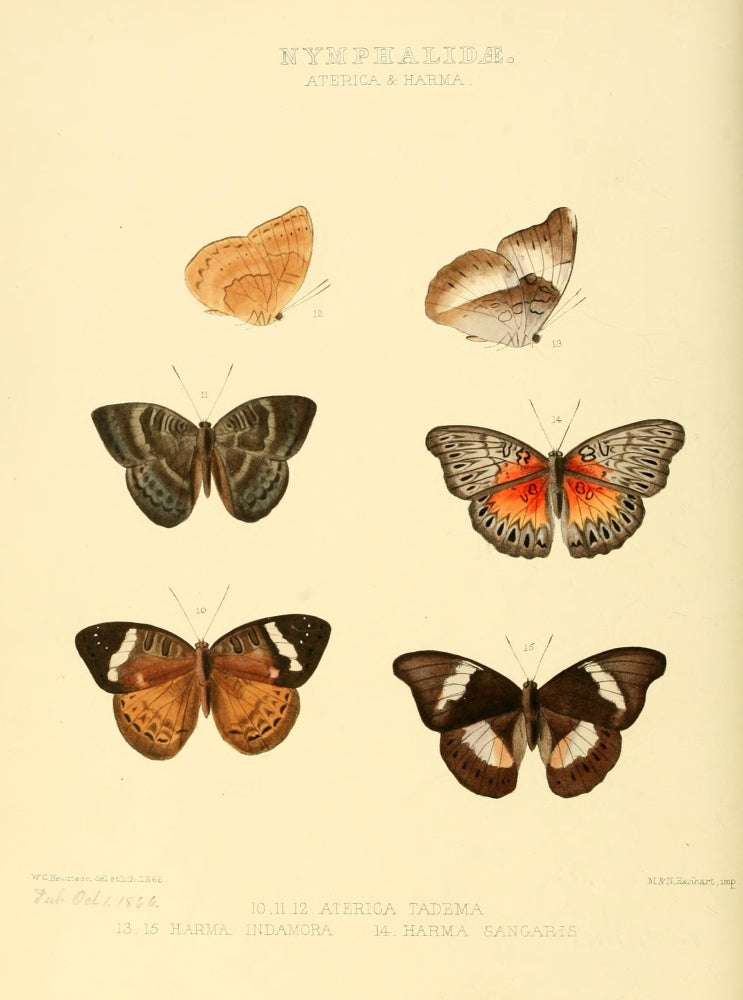 Exotic Butterflies poster print by W. Chapman Hewitson showcasing vibrant butterfly illustrations