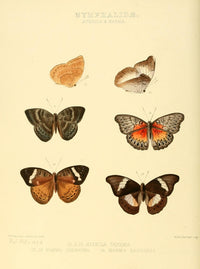 Exotic Butterflies poster print by W. Chapman Hewitson showcasing vibrant butterfly illustrations