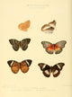Exotic Butterflies poster print by W. Chapman Hewitson showcasing vibrant butterfly illustrations