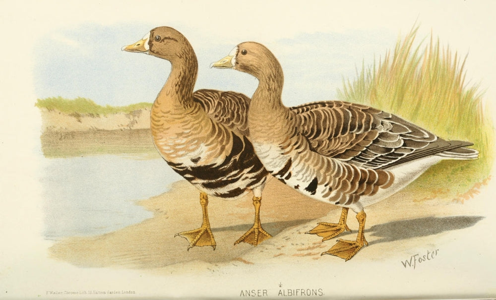 Greater White-fronted Goose Poster Print from 1915