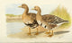 Greater White-fronted Goose Poster Print from 1915