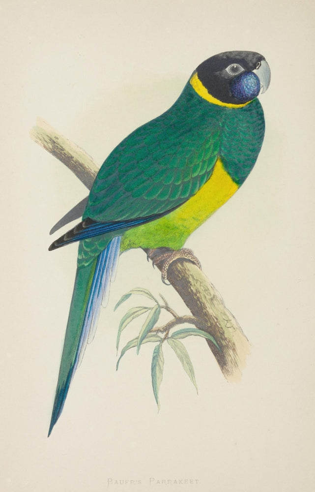 Parrots in Captivity 1884 Bauer's Parakeet Poster Print by A.F. Lydon