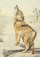 Wild Animals of North America 1918 Arizona Coyote Poster Print by L.A. Fuertes