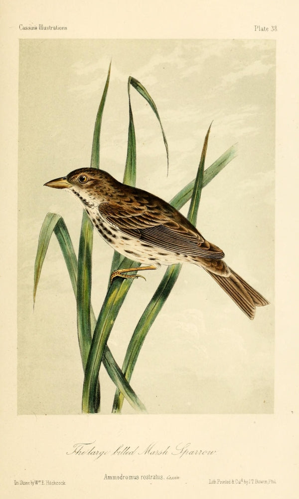 Lg-billed Marsh Sparrow Poster Print by W.E. Hitchcock