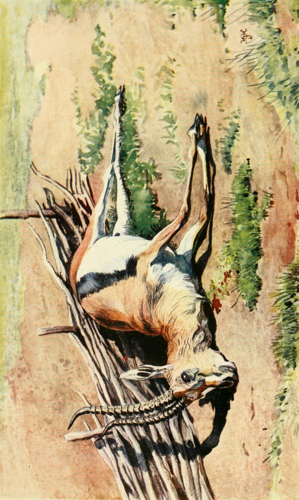 The Uganda Protectorate 1902 Gazella Thomsoni Poster Print by Sir Harry Johnston