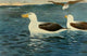 Wild Life of the World 1916 Albatross Poster Print by F.W. Kuhnert.