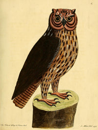 Horned Owl Poster Print from Natural History of Birds by Eleazar Albin